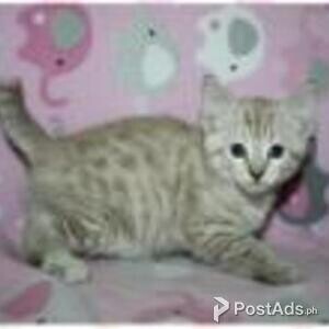 highlander kittens | PostAds PH