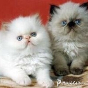 himalayan kittens | PostAds PH