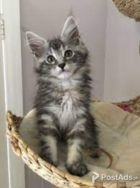 maine coon kittens
