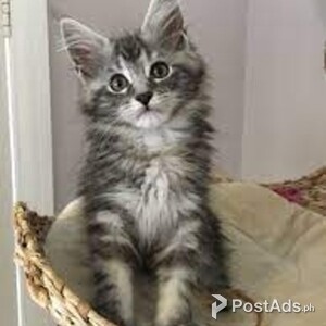 maine coon kittens | PostAds PH