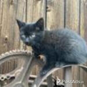 manx kittens | PostAds PH