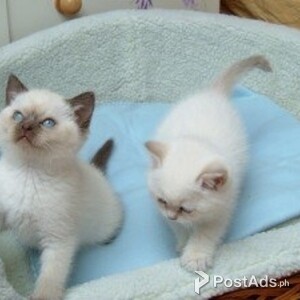 ragdoll kittens | PostAds PH