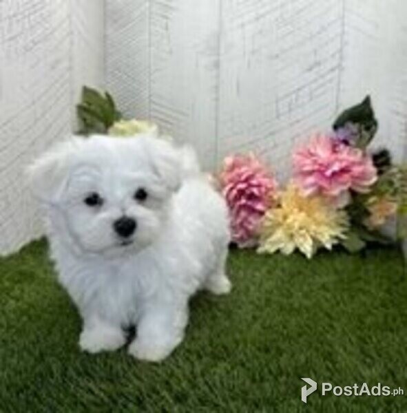maltese puppies