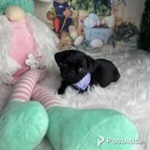 pug puppies | PostAds PH