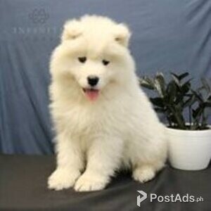 samoyed puppies | PostAds PH