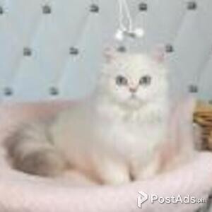 scottish straight kittens | PostAds PH
