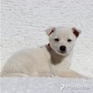 spitz puppies | PostAds PH