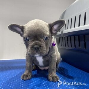 French bulldog puppies looking for forever homes | PostAds PH