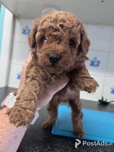Yorkiepoo baby’s 1 red boy 1 black girl