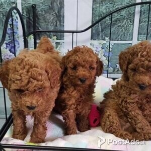 Beautiful Toy Poodle Puppies | PostAds PH