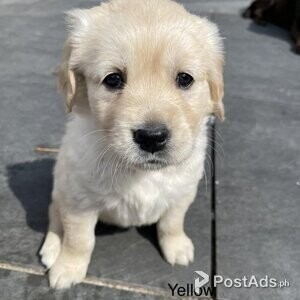 Retriever Puppies | PostAds PH