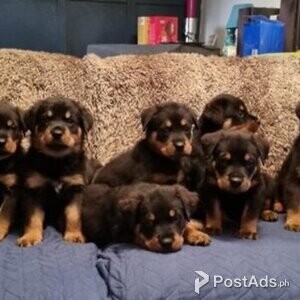 READY NOW!!! Beautiful Rottweiler puppies for sale | PostAds PH