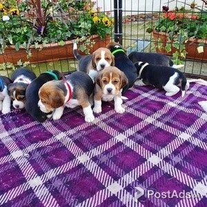 Healthy Beagle puppies | PostAds PH