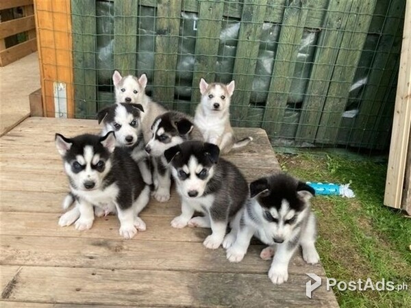7 Siberian husky puppies