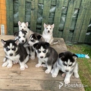 7 Siberian husky puppies | PostAds PH