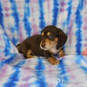 dachschund puppies | PostAds PH