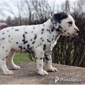 dalmatian puppies | PostAds PH