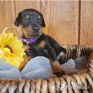 doberman pinscher | PostAds PH