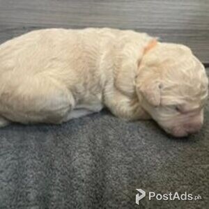 double doodle | PostAds PH