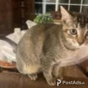 egyptian mau | PostAds PH