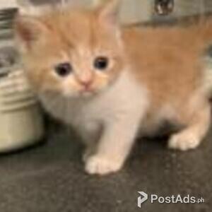 exotic shorthair | PostAds PH