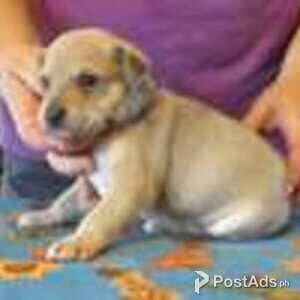 finish spitz | PostAds PH