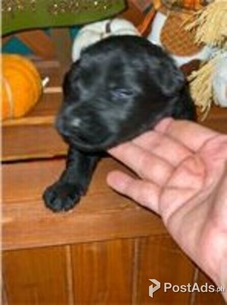 giant schnauzer puppies