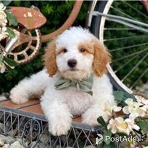 goldendoodle | PostAds PH
