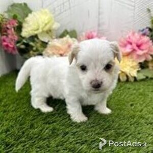 havanese puppies | PostAds PH
