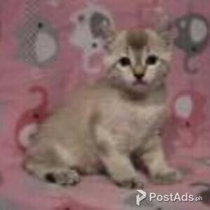 highlander kittens | PostAds PH