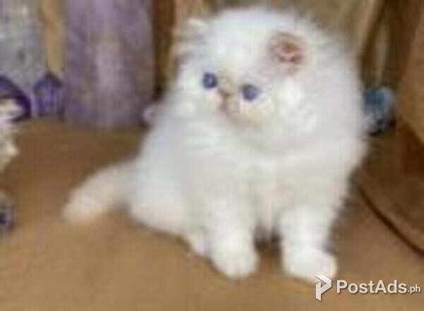 himalayan kittens
