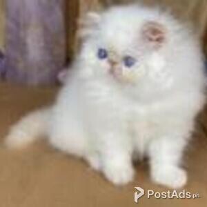 himalayan kittens | PostAds PH