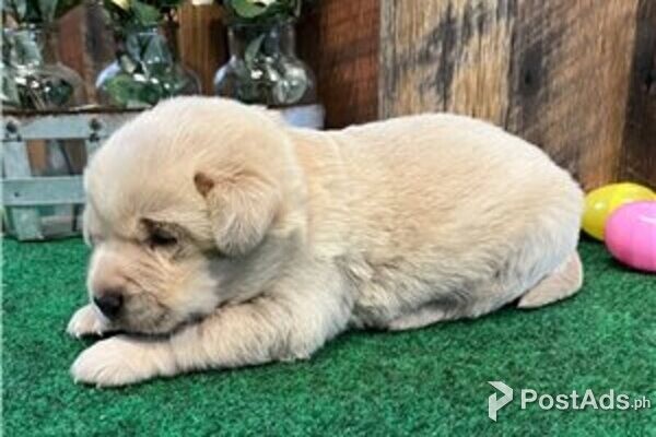 labrador puppies