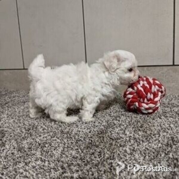 maltese puppies