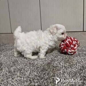 maltese puppies | PostAds PH