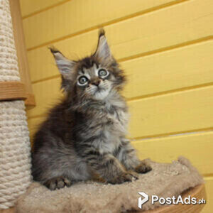 maine coon kittens | PostAds PH