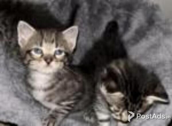 manx kittens