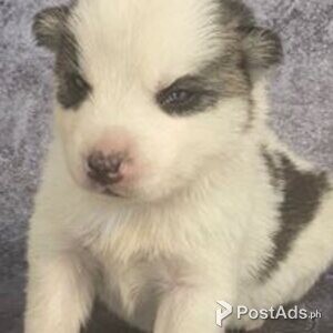 pomsky puppies | PostAds PH
