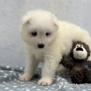 samoyed puppies | PostAds PH