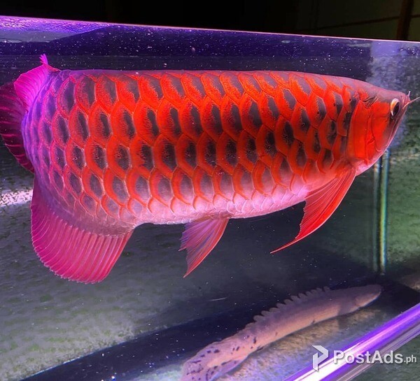 Super Red Arowana Fish 