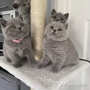 British Shorthairs Toilet trained | PostAds PH