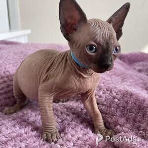 Sphynx babies available | PostAds PH