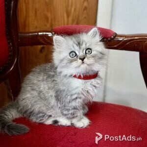 Persian Kittens Ready | PostAds PH