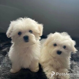 two gorgeous maltese puppies | PostAds PH
