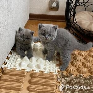 gorgeous british shorthair kittens | PostAds PH