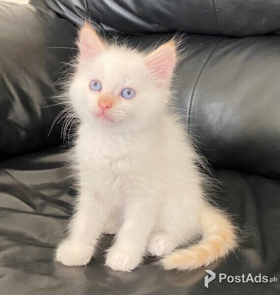 Birman Kittens 2 Left