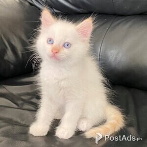 Birman Kittens 2 Left | PostAds PH