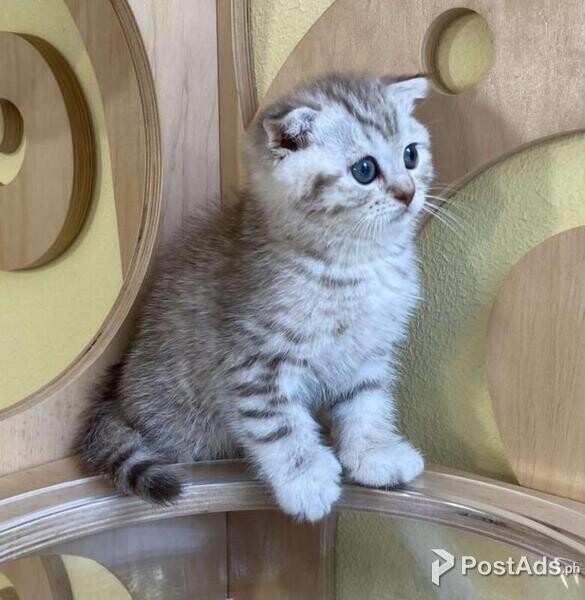 Scottish Fold Kittens