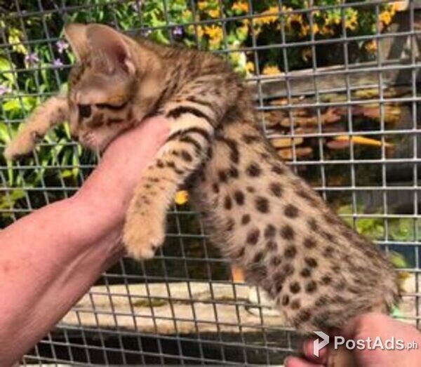 Savannah Kittens