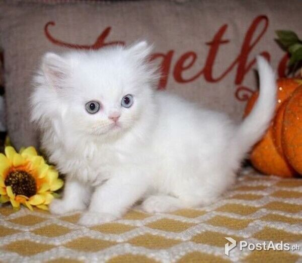 Munchkin kitten
